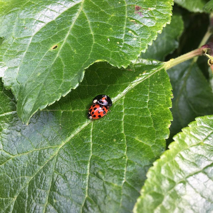 Organic pest management, interplanting, and respecting nature's cycles, all part of organic food growing principles. Images show a ladybird mating session on a leaf, a frog in the glasshouse, interplanted dill/celery/nasturtium, and a shiitake mushroom chamber.