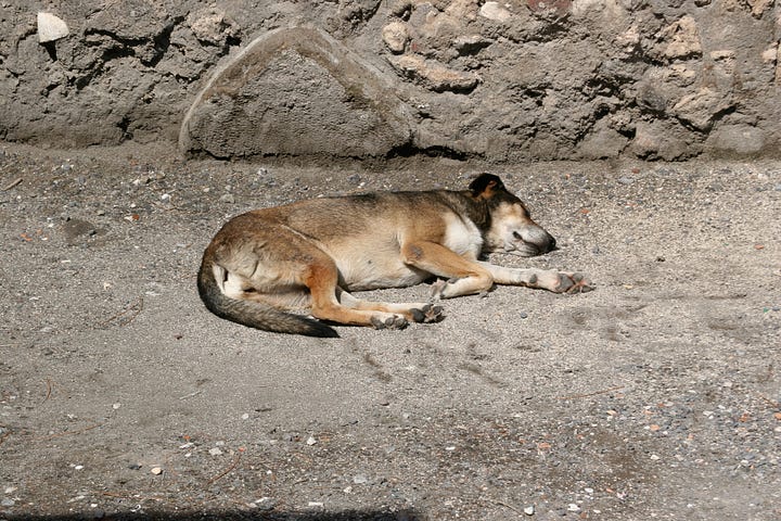 images of stray dogs in Pompeii