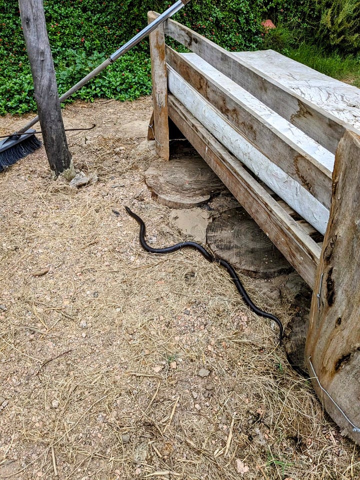 A much larger resident snake; the machine that probably disturbed him