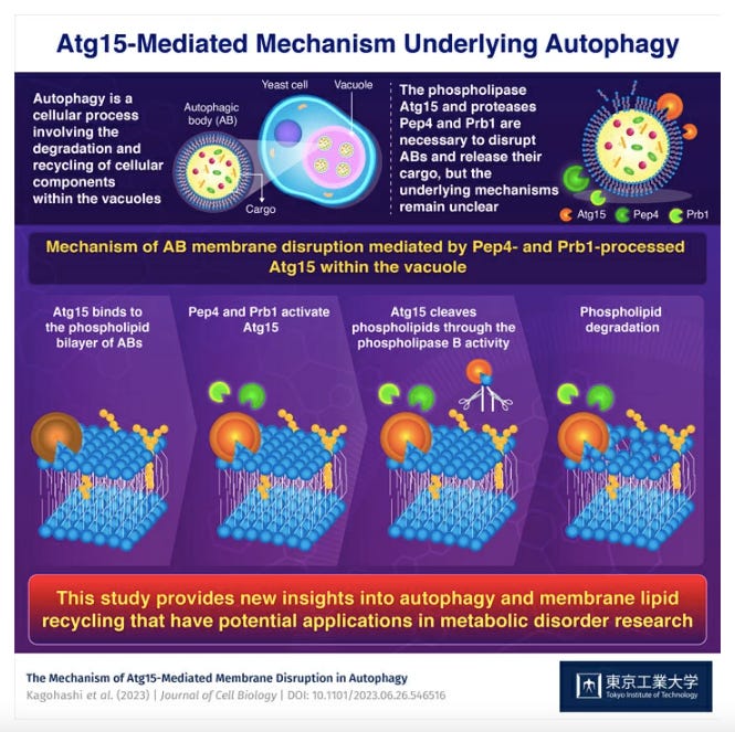 New Study Sheds Light on the Molecular Mechanisms Underlying Lipid Recycling Within Cells