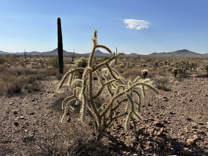 Cholla cacti during drought