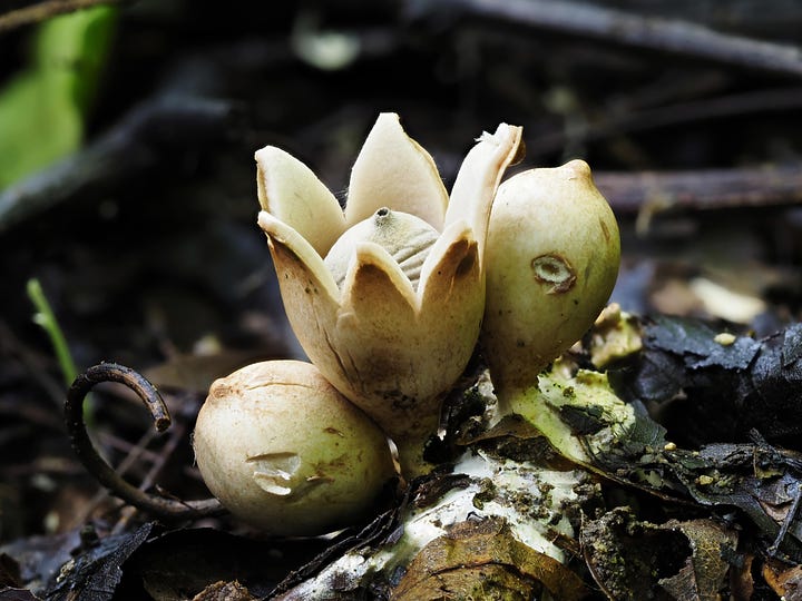 Geastrum sp. / Earthstar that resembles the skin of a duku fruit