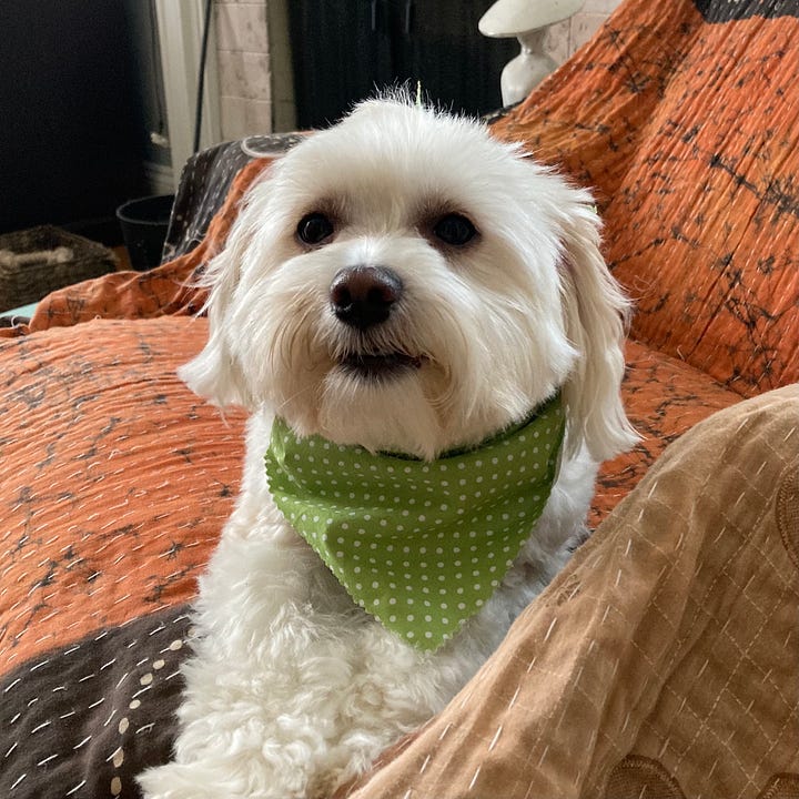 two photos of my dog, looking like a muppet