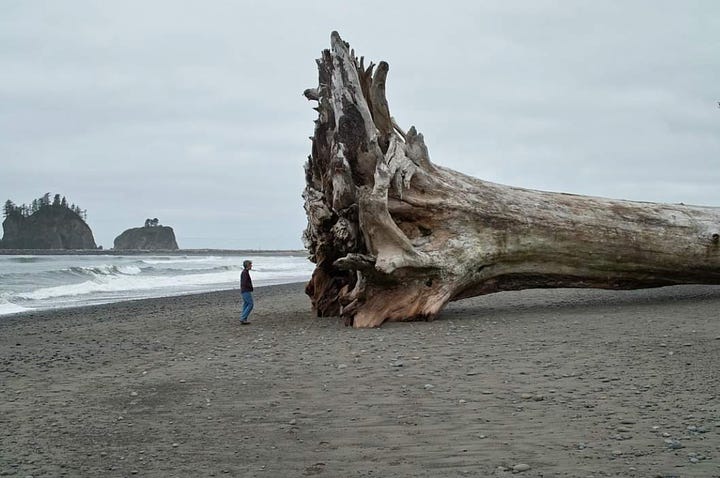 Photo on depicts three burrowing owls, including one that's right up to the camera and another that is mid-flight. Photo 2 includes a person standing on a beach beside a giant redwood tree that has washed ashore.