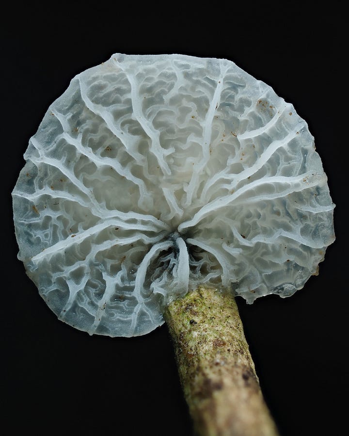 Suborder Marasmiineae