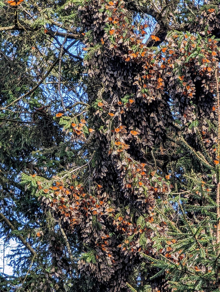 Monarch butterflies Mexico