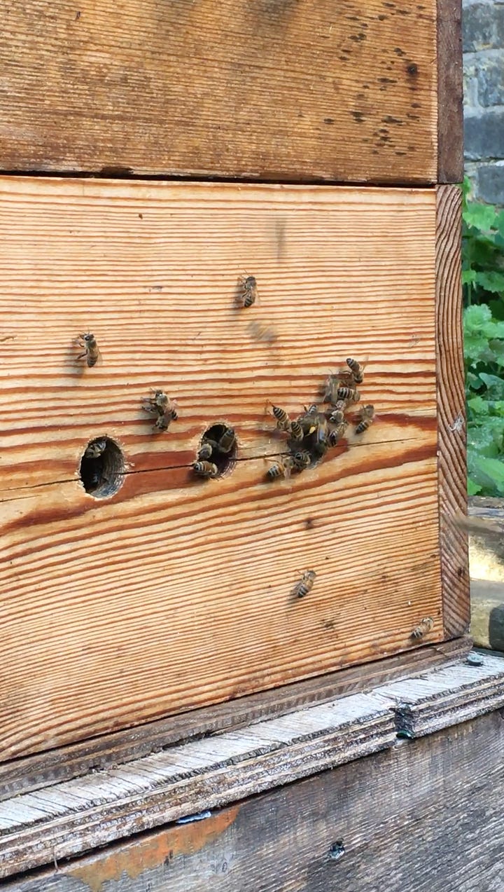 The warre hive busy with honeybees bringing in pollen on a warm October day; Having drilled holes in the metal mouse guard to fit to the entrance of the national honeybee hive ready for winter.