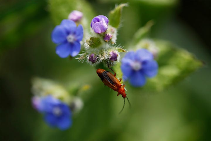 Scottish insects and wildflowers