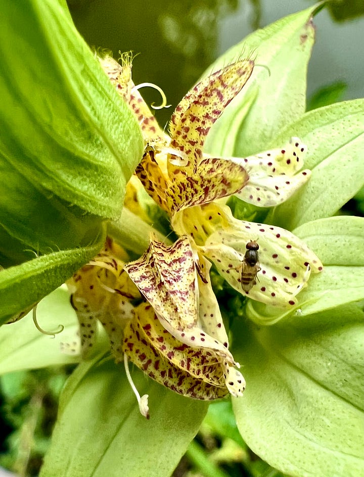 A circular purple flower and a spotted yellow flower