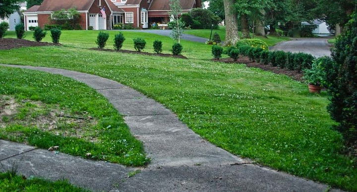 The Birch Walk, before (2014) and after (2023)