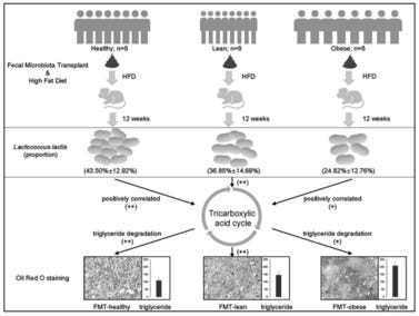 Fecal Microbial Biomarkers for Non-Alcoholic Fatty Liver Disease