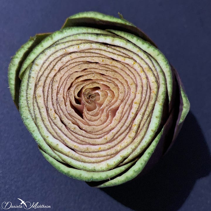 cross section of an artichoke querschnitt einer artischocke