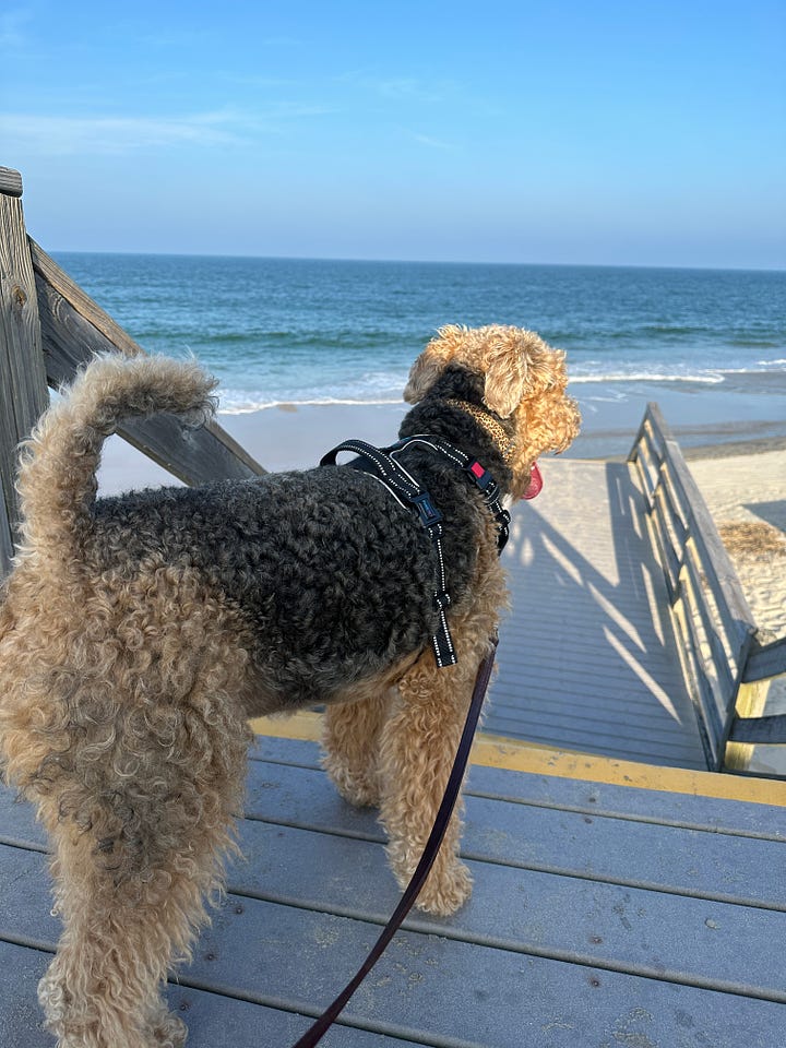 Image One: Airedale Terrier standing on wooden steps above a beach | Image Two: Cass in a green dress, outside | Image Three: Cass in her orange camp t-shirt with her bright green foam sword | Image Four: A large, fiery egg prop festooned with paper chains and wearing a colorful hat