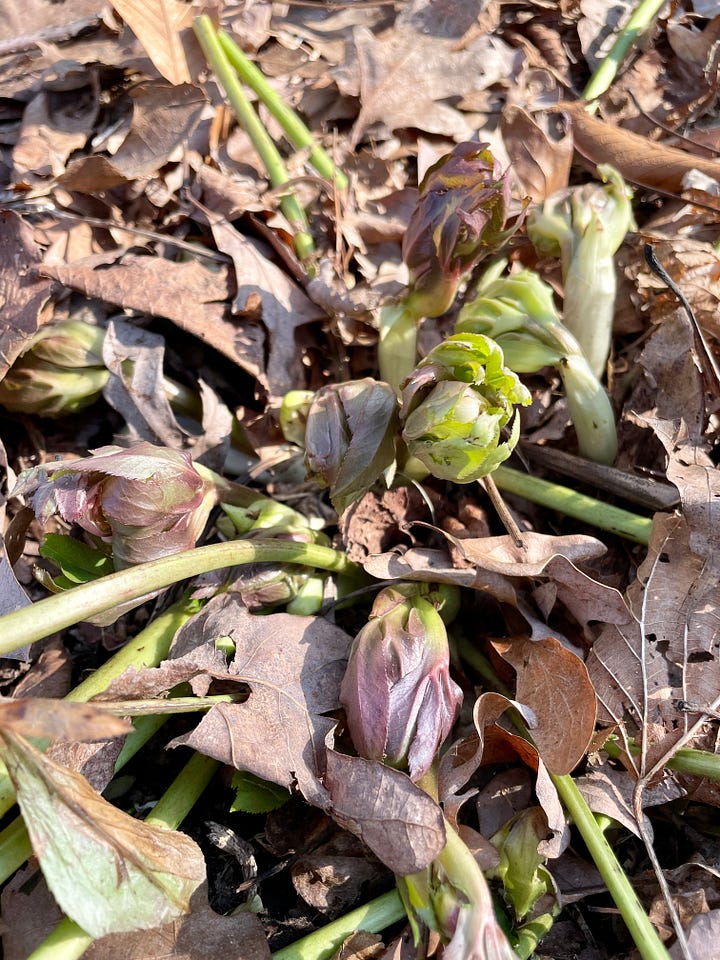 Helleborus 'Carosel' just in bud this year 2025, and in full bloom last year 2024