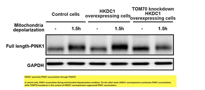 The HKDC1 Protein Seems to Keep Aging at Bay
