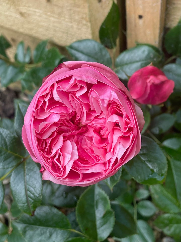 A full pink rose and purple sprouting broccoli