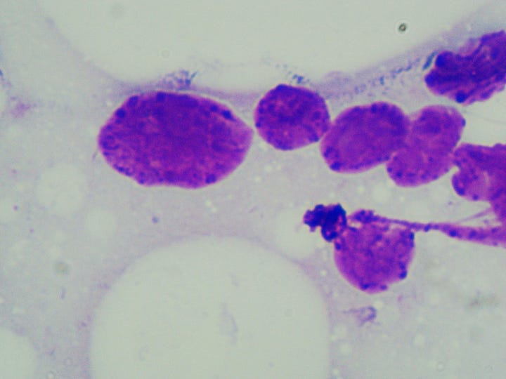 More examples of cell/nuclear lysis