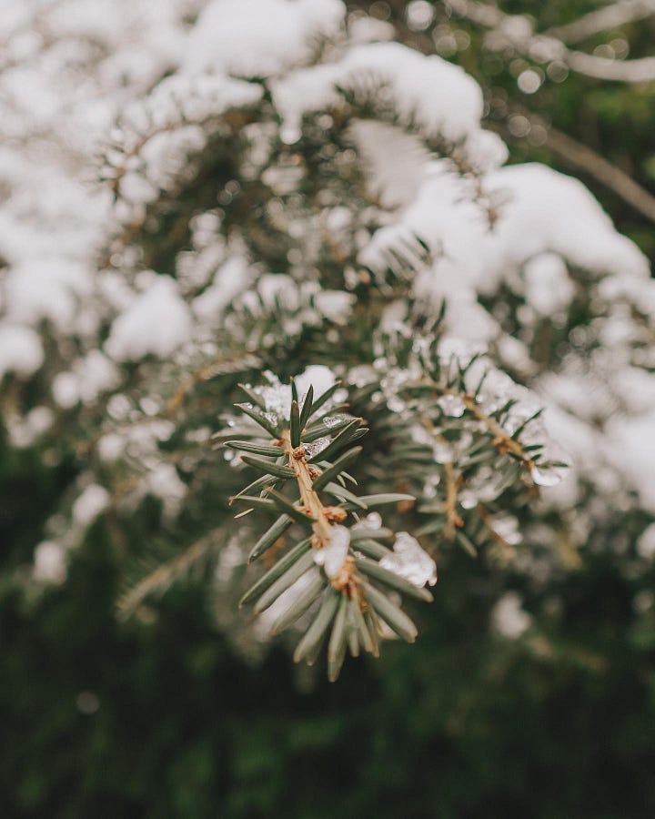 Image 1: Pine tree branch covered in fresh snow. / Image 2: White bedding with the book The Bell Jar by Sylvia Plath on top.