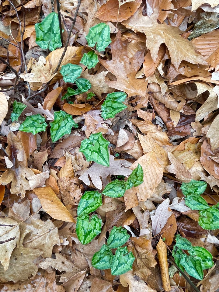 My pride and joy: a little patch of reseeding Cyclamens under the beech. These flower earlier in autumn.