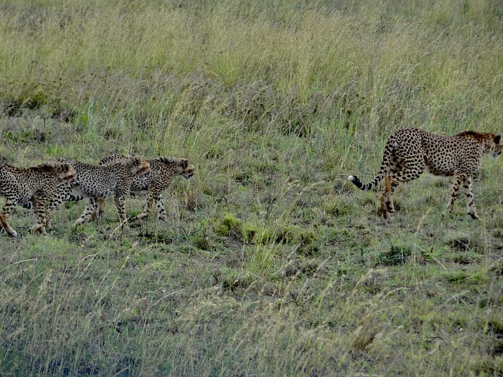 Serengeti lions