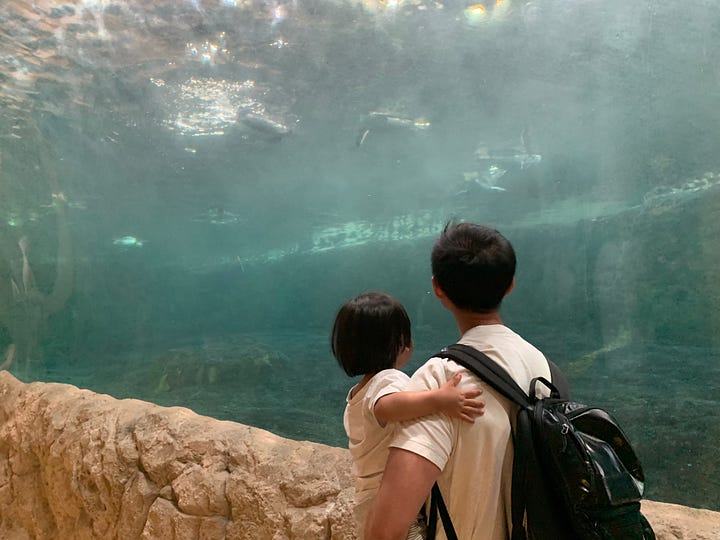 Visiting the penguins' city in the Wuppertal zoo