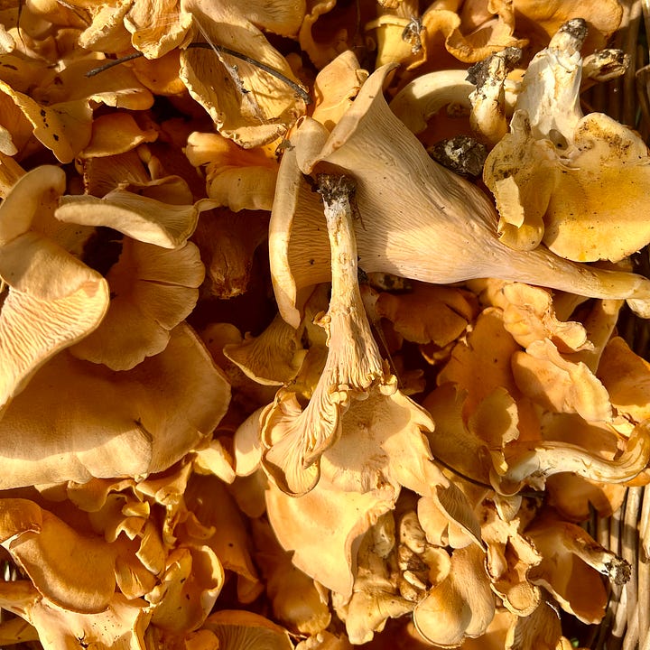 At left, the image shows an upclose view of harvested chanterelles, dirt still visible. At right, Nicole's mom took a picture of her grinning like she's won the mushroom lottery.