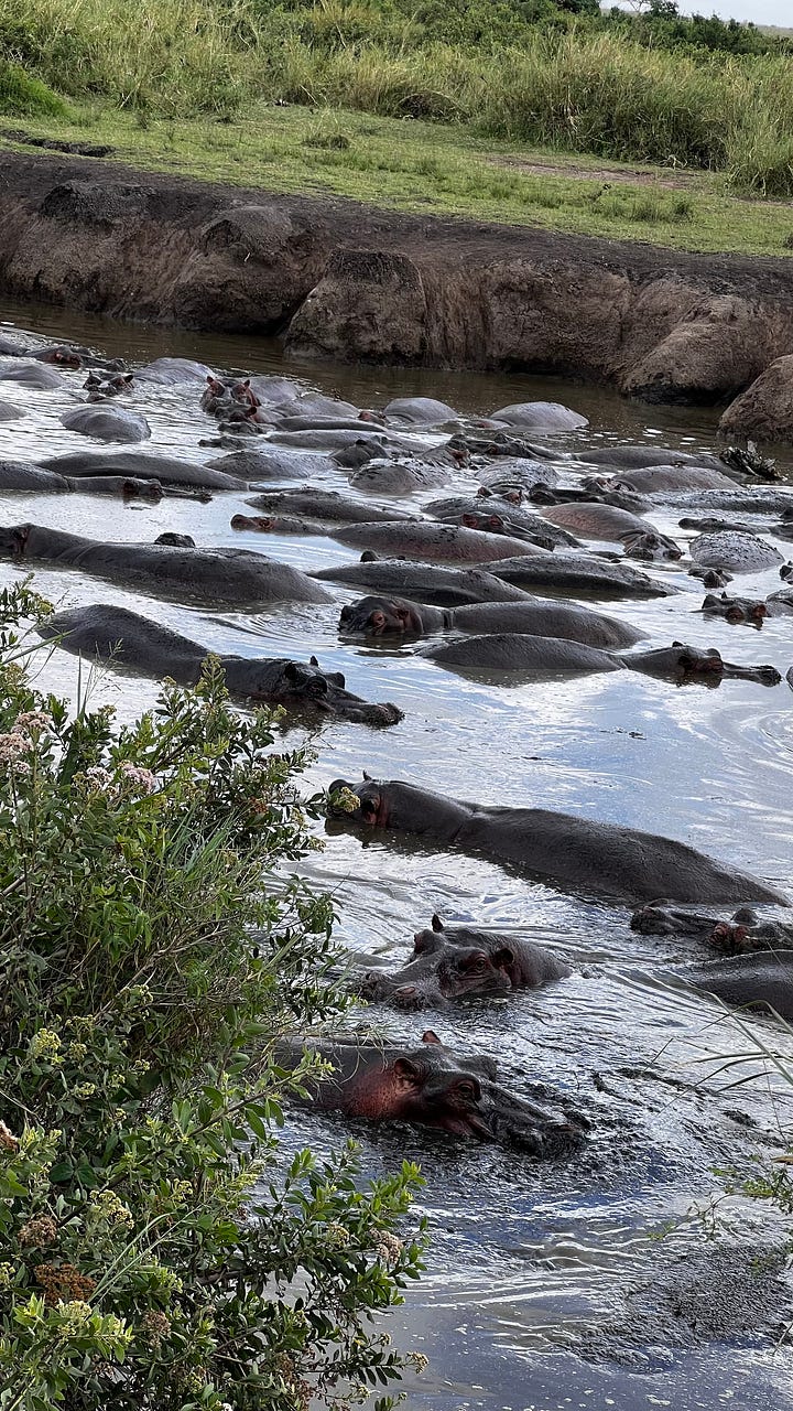 A sampling of the Safari in Tanzania. Safari shots- elephants, wildebeest, giraffe, zebras, hippos, stags, flamingos. 