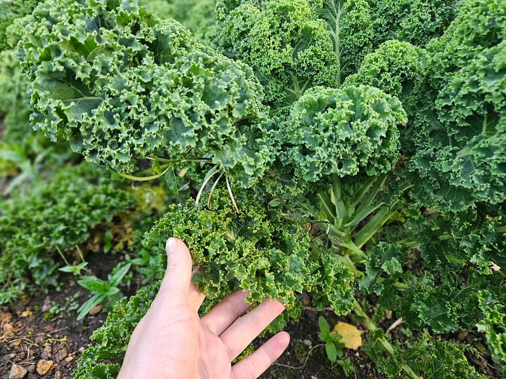 Lettuce plants and close-up photos of kale leaves