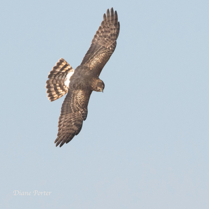 Both genders of Northern Harrier have a white rump patch: (A) female; (B) male.