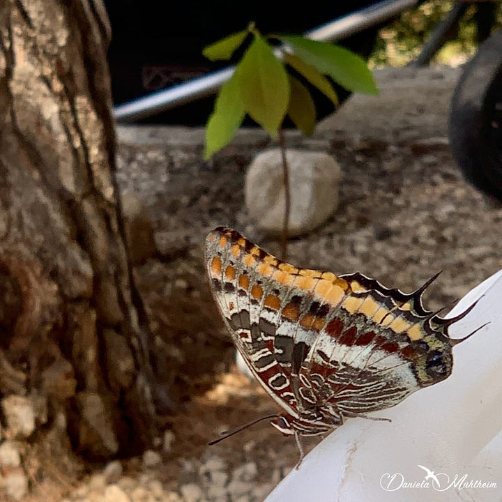 strawberry tree butterfly Erdbeerbaumfalter