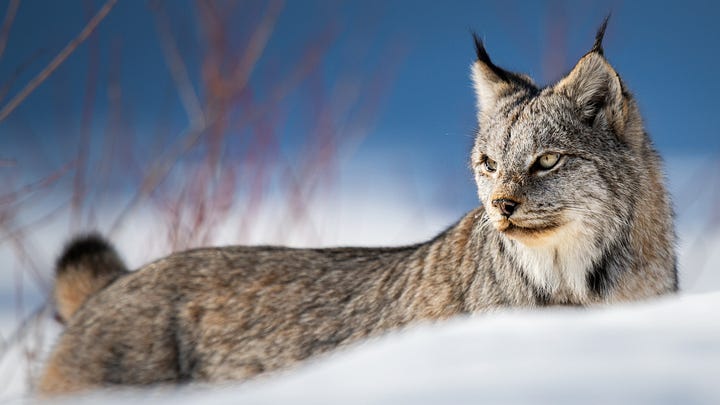 Various pictures of lynx, and a lynx kitten, in the snow.