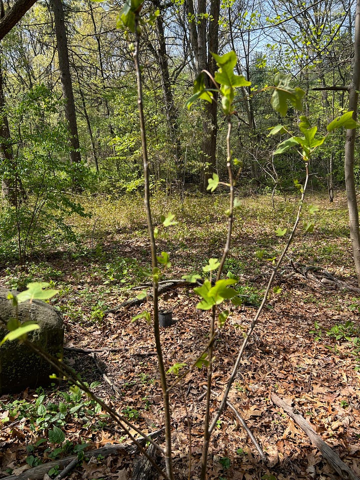 The image at left shows a tulip poplar sapling, with pale green leaves that some people think resemble a sort of squared-off tulip, in the foreground of woodlands. The image at right shows the same clearing in a longer shot, with three saplings that are hard to make out, and a large boulder left by the Wisconsin glacier.