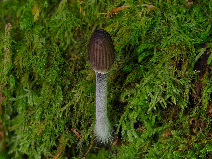 small mushroom in moss