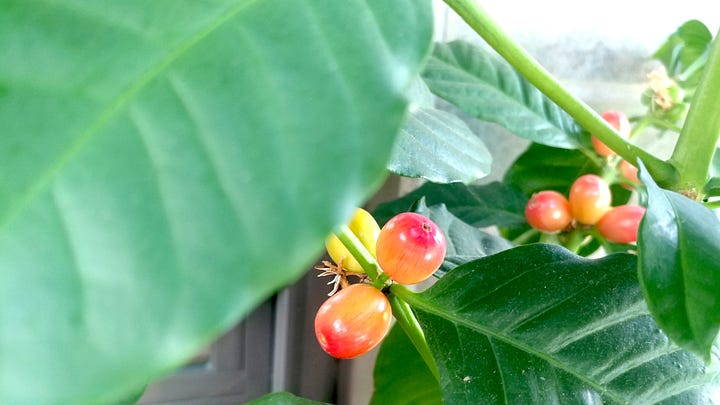 Coffee beans ripening