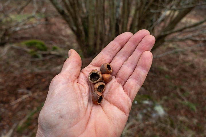 Hazels with catkins, coppiced stools on steep ground, cavity under the base of a hazel with a store of hazelnuts, a handful of mice-eaten nuts © Felicity Martin