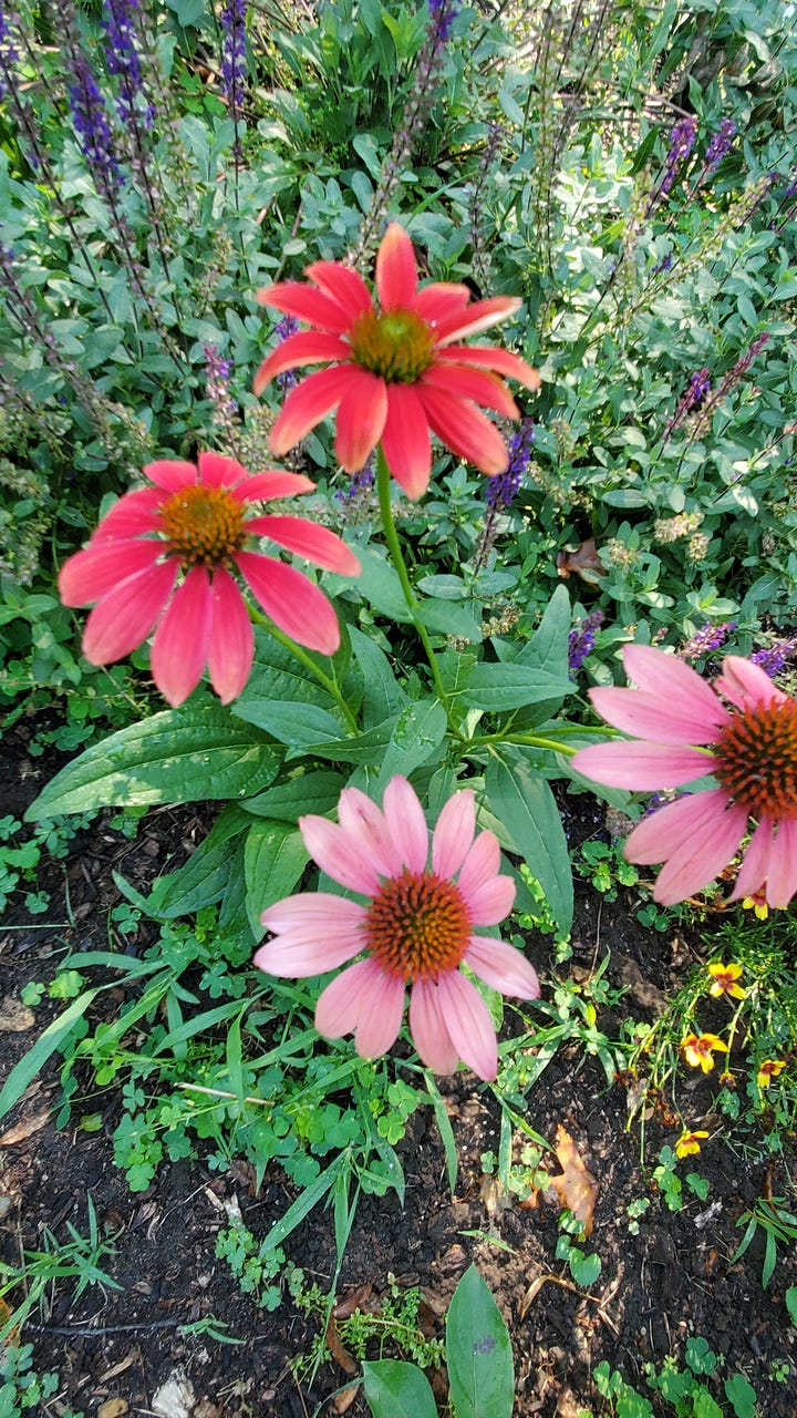 Top left to right: Purple coneflower, Coreopsis, Black-eyed Susan, ruby coneflower.