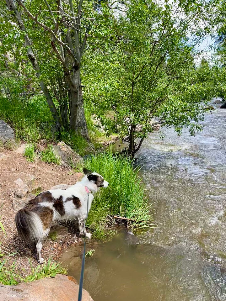 dogs by a creek