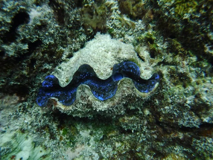 Immagini oceano