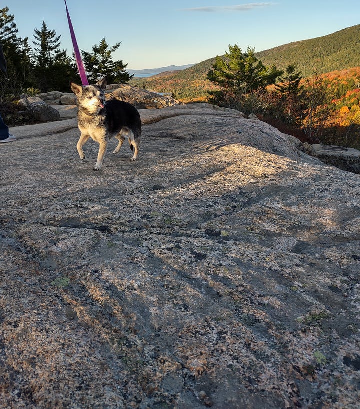 A photo of a brown and white Chihuahua on a mountain with fall colors behind her, a photo of a vista with trees and a large body of water