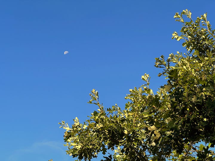 Fall scenes from the park near my house -- leafy trees, a daytime moon behind an oak tree, a dandelion puff surrounded by yellow flowers, and golden apples covering grassy ground