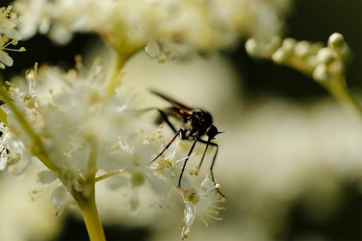 Scottish insects and wildflowers