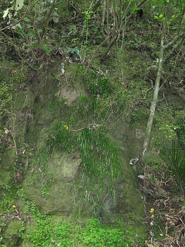 On the left, a potted variegated spider plant with many plantlets, on the right, a wild green spider plant with plantlets growing on a cliffside