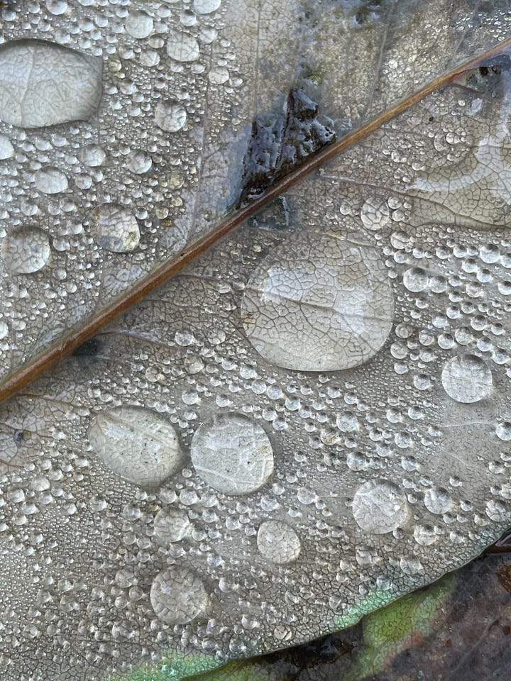 water droplets on leaf and Mountain View
