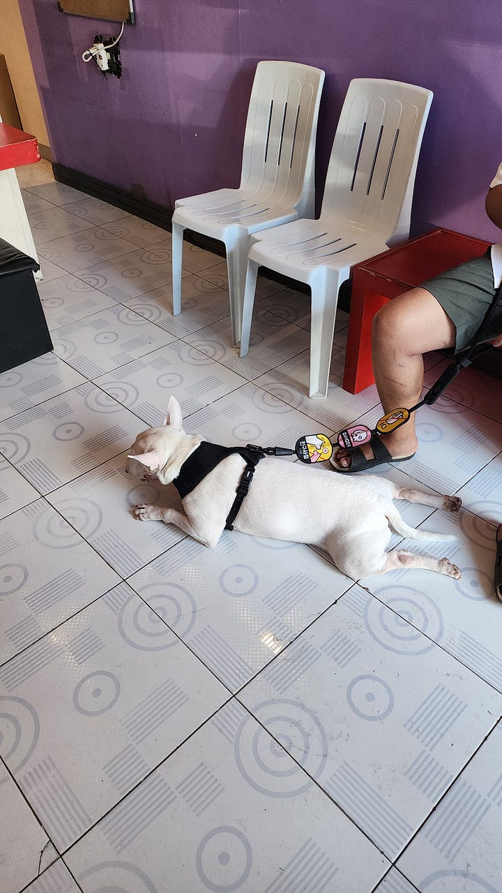 Photos of Dakila who's a white Mini Bull Terrier