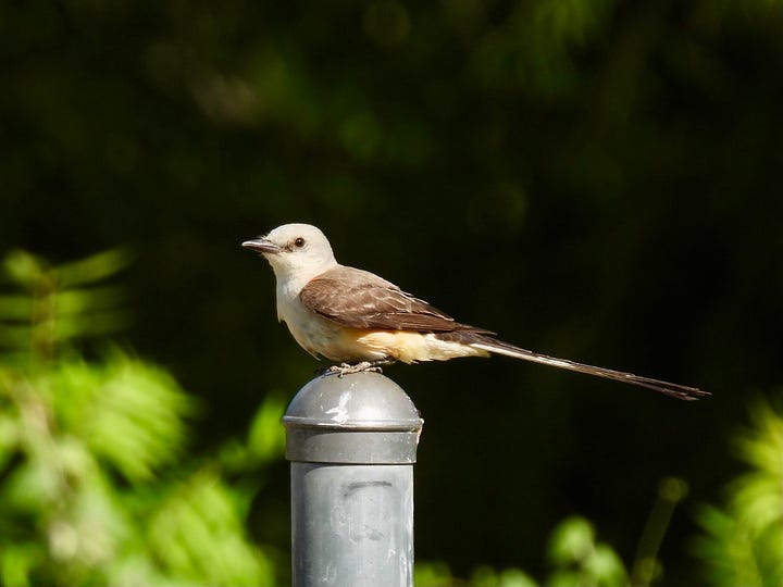 Two side-by-side photos of different flycatchers. In the first, a medium-sized songbird perches on a metal post with a blur of green foliage behind. The bird has a whitish head, a salmon-colored belly, dark grayish wings, and a relatively short stout bill. An extremely long forked black and white tail extends well behind the bird’s body. The other photo shows a songbird of a similar size clinging to a thin tree branch. This bird has a lemon-yellow belly, grayish upper parts, and a pale gray head. Tiny “whiskers” protrude about the bird’s black stubby bill as it peers over its shoulder. Its tail is short and squared-off at the end.