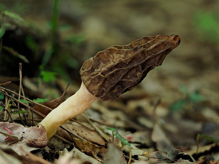 brown morel mushroom