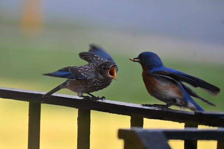 An Eastern Bluebird and baby