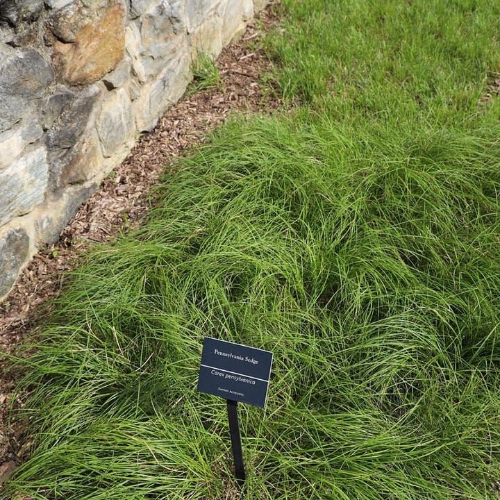 Natives for a tapestry lawn in shade: common violets, American self-heal, Pennsylvania sedge, and James' sedge