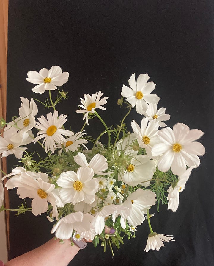 Brides bouquet with cosmos and daisies, colourful seasonal bouquet.