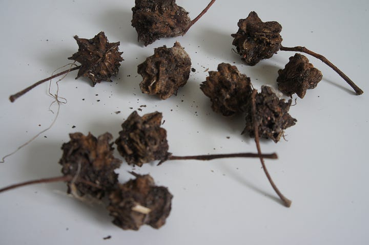 First harvest taken from the Coreopsis tinctoria dye pilot, and jars of solar dyes. My own handful harvest fresh from the plants drying in the sun, and a wonderful find of fresh gall nuts (used to create black).